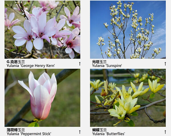 玉兰花品种（43种图示）图片七