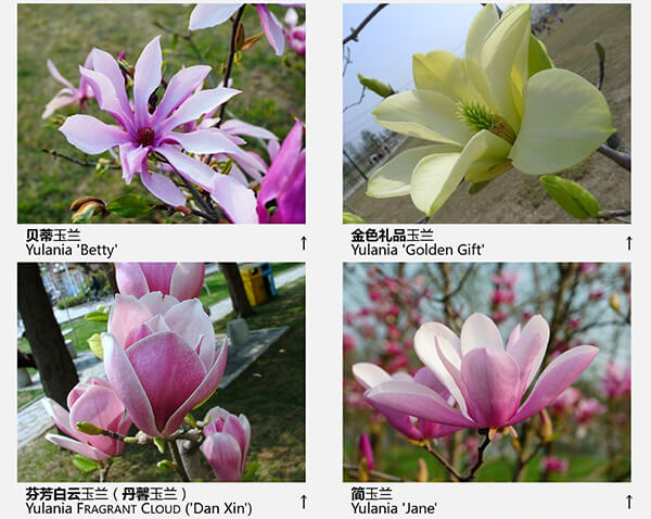玉兰花品种（43种图示）图片八