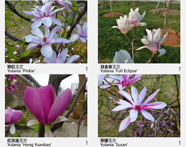 玉兰花品种（43种图示）图片九