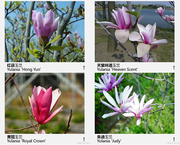 玉兰花品种（43种图示）图片十