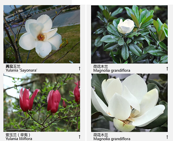 玉兰花品种（43种图示）图片十一