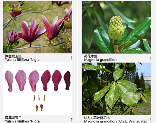 玉兰花品种（43种图示）图片十二