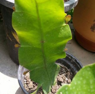 昙花叶子弄下来可以栽吗