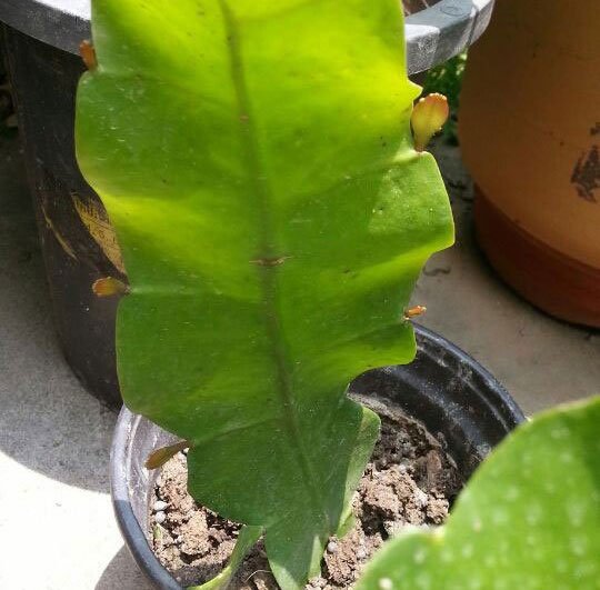 昙花叶子弄下来可以栽吗