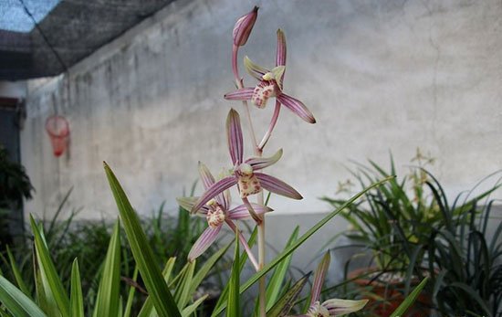 建兰绿鸟嘴优缺点