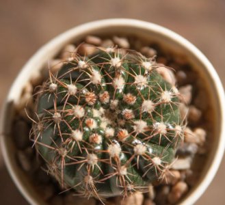 仙人掌（球）眩美玉讲解 眩美玉长什么样图