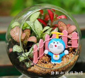 微景观生态瓶怎么养 如何养护微景观生态瓶