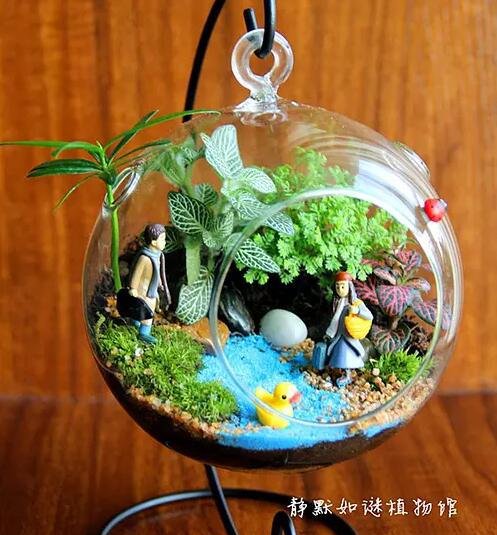 微景观生态瓶怎么养