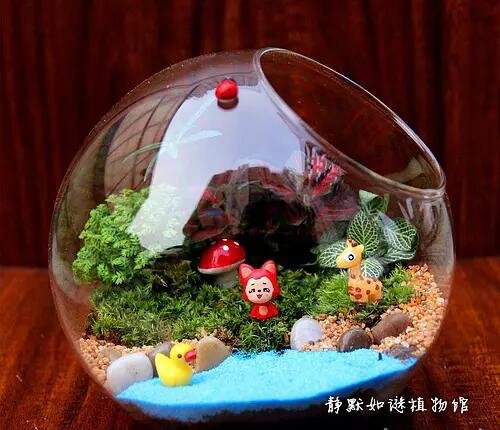 微景观生态瓶怎么养