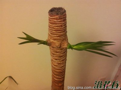 山海带的繁殖 山海带的繁殖方式