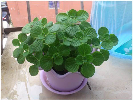 碰碰香能驱蚊吗