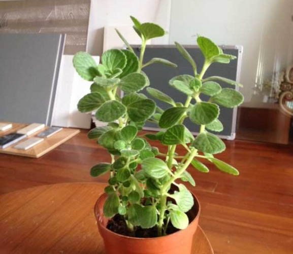 碰碰香能驱蚊吗