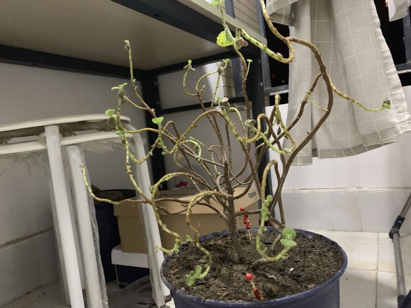 碰碰香寿命是几年