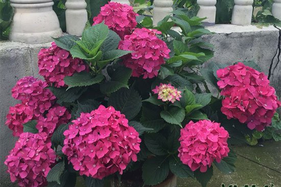 盆栽绣球花的养殖方法