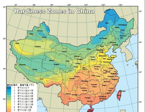 盆栽绣球花的养殖方法