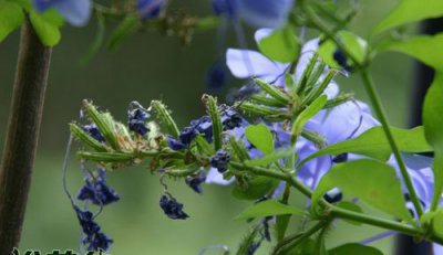 蓝雪花种子的样子（多图） 蓝雪花种子什么样（多图）