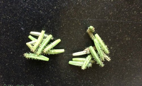 蓝雪花种子什么样