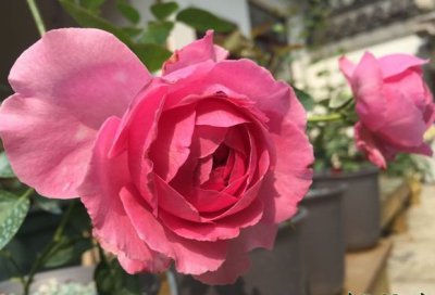 月季花伊芙米欧拉详解 伊芙米欧拉长什么样图