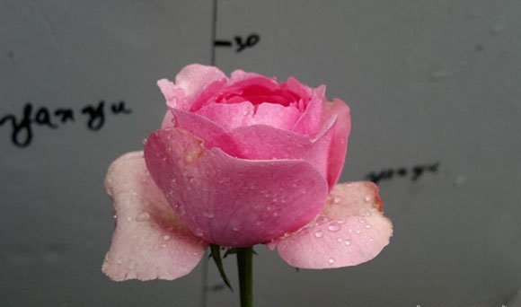 伊芙米欧拉图片二