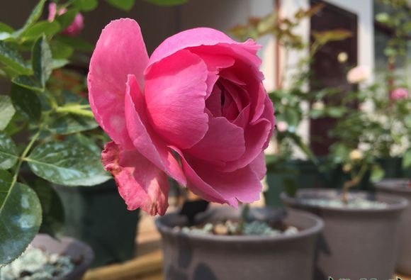 伊芙米欧拉图片五
