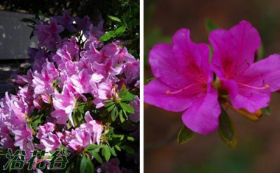 杜鹃花的品种分类（图） 杜鹃花的种类及分类（图）