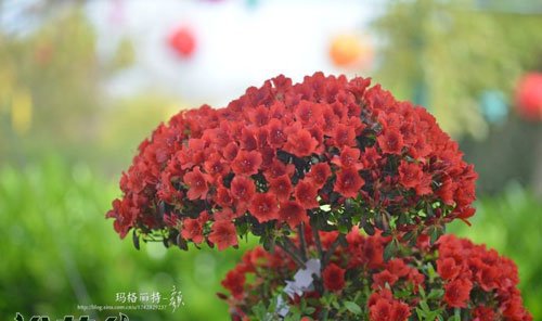 杜鹃花的品种分类
