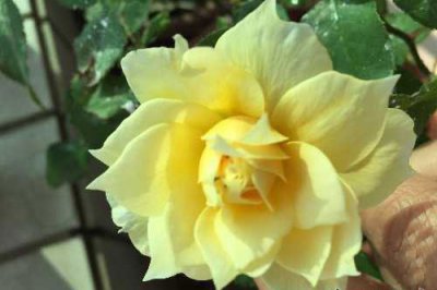 月季花塔沃莱姆介绍 塔沃莱姆图片