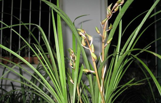 蕙兰怎样年年开花