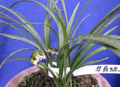 夏天养兰花的经验分享 兰花夏天怎么养（经验篇）