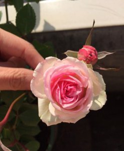 月季花藤小伊甸园详解 藤小伊甸园图片集