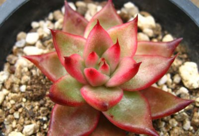 多肉植物弗兰克介绍 弗兰克长什么样图