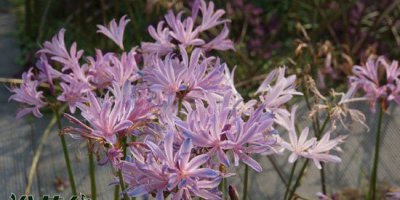 换锦花Lycoris sprengeri Comes ex Baker介绍及图片欣赏