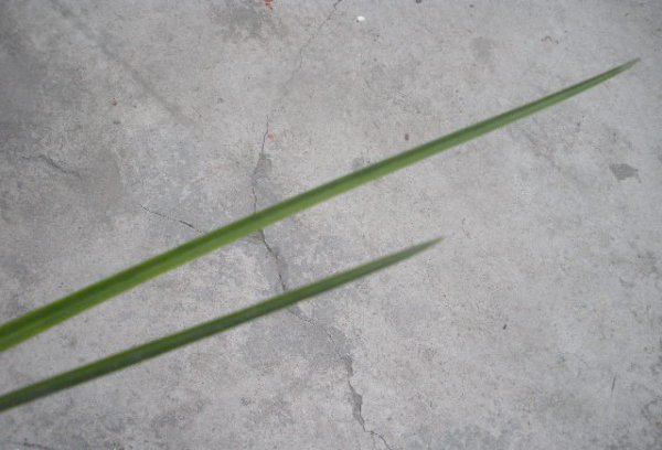 送春兰特征