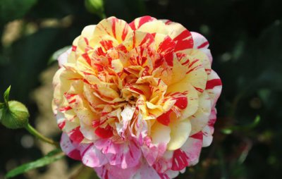 月季花全美魔术讲解 全美魔术长什么样图
