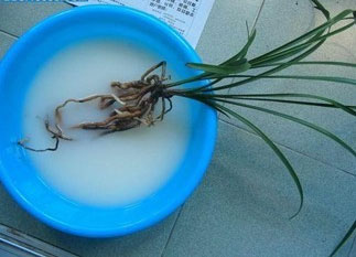多菌灵如何给兰花消毒 兰花用多菌灵消毒的方法