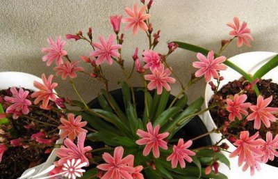 露薇花盆栽要点 露薇花盆栽的关键要点