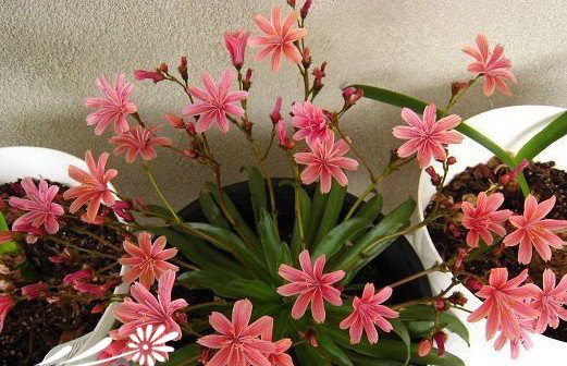 露薇花盆栽要点