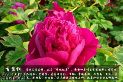 牡丹花品种及图片 牡丹花的品种与图片展示