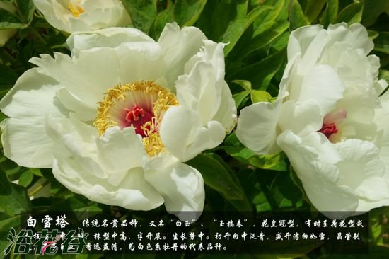 牡丹花品种及图片
