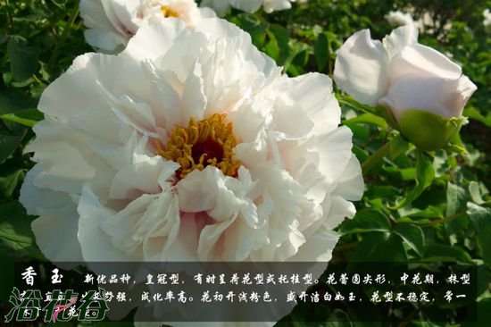 牡丹花品种及图片