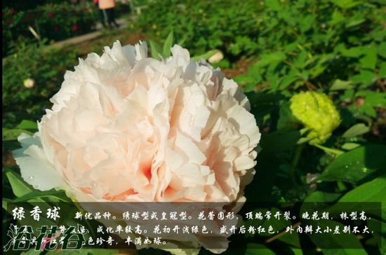 牡丹花品种及图片