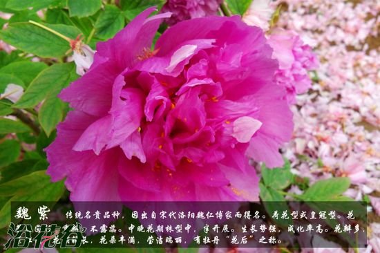 牡丹花品种及图片
