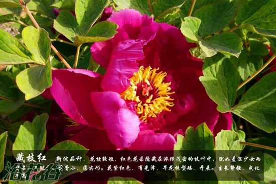 牡丹花品种及图片