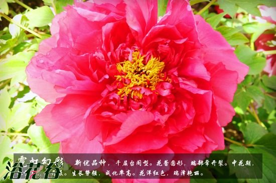 牡丹花品种及图片