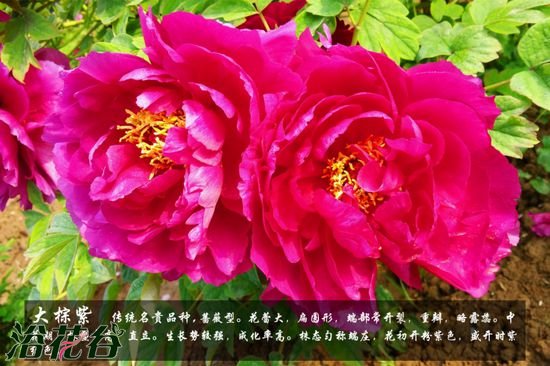 牡丹花品种及图片