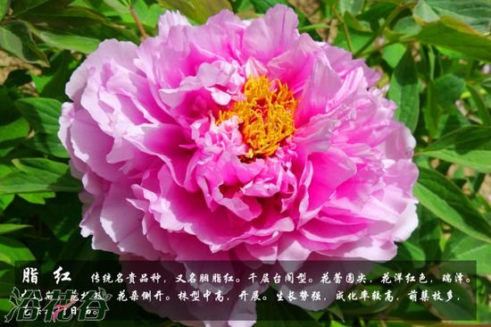 牡丹花品种及图片