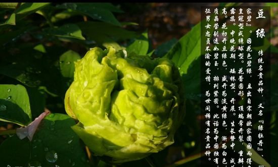 牡丹花品种及图片