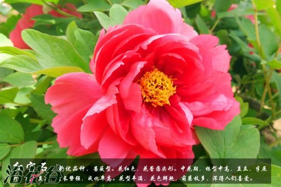 牡丹花品种及图片
