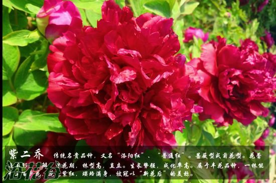牡丹花品种及图片