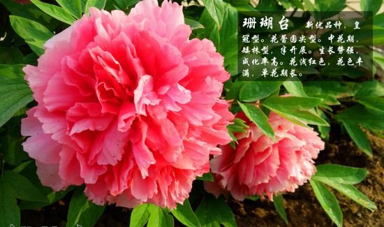 牡丹花品种及图片